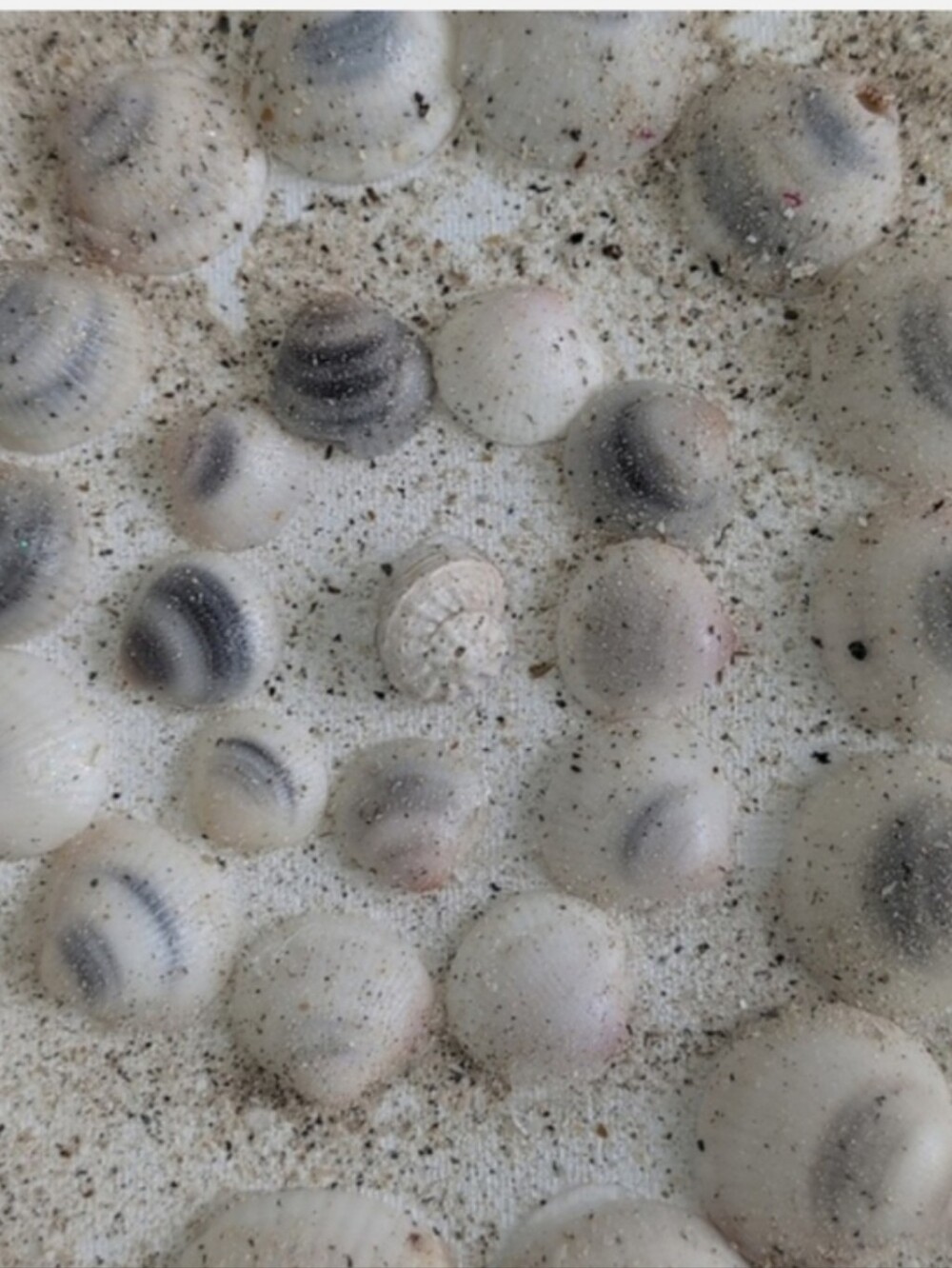 Set of three shell art panels. Perfect for girls bedroom! Seashell Art Trio - Picture 8 of 9